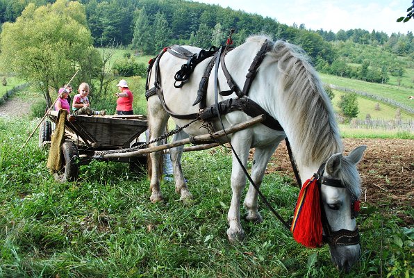 124_Práce na poli - kopání brambor